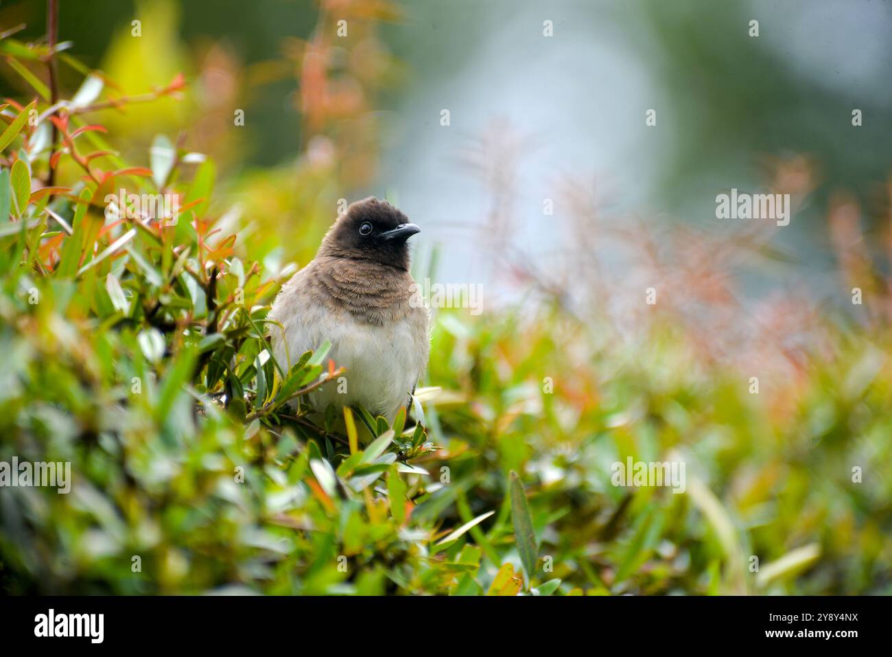 Gemeiner Bulbul, Pycnonotus barbatus, Gelb belüfteter Bulbul Stockfoto