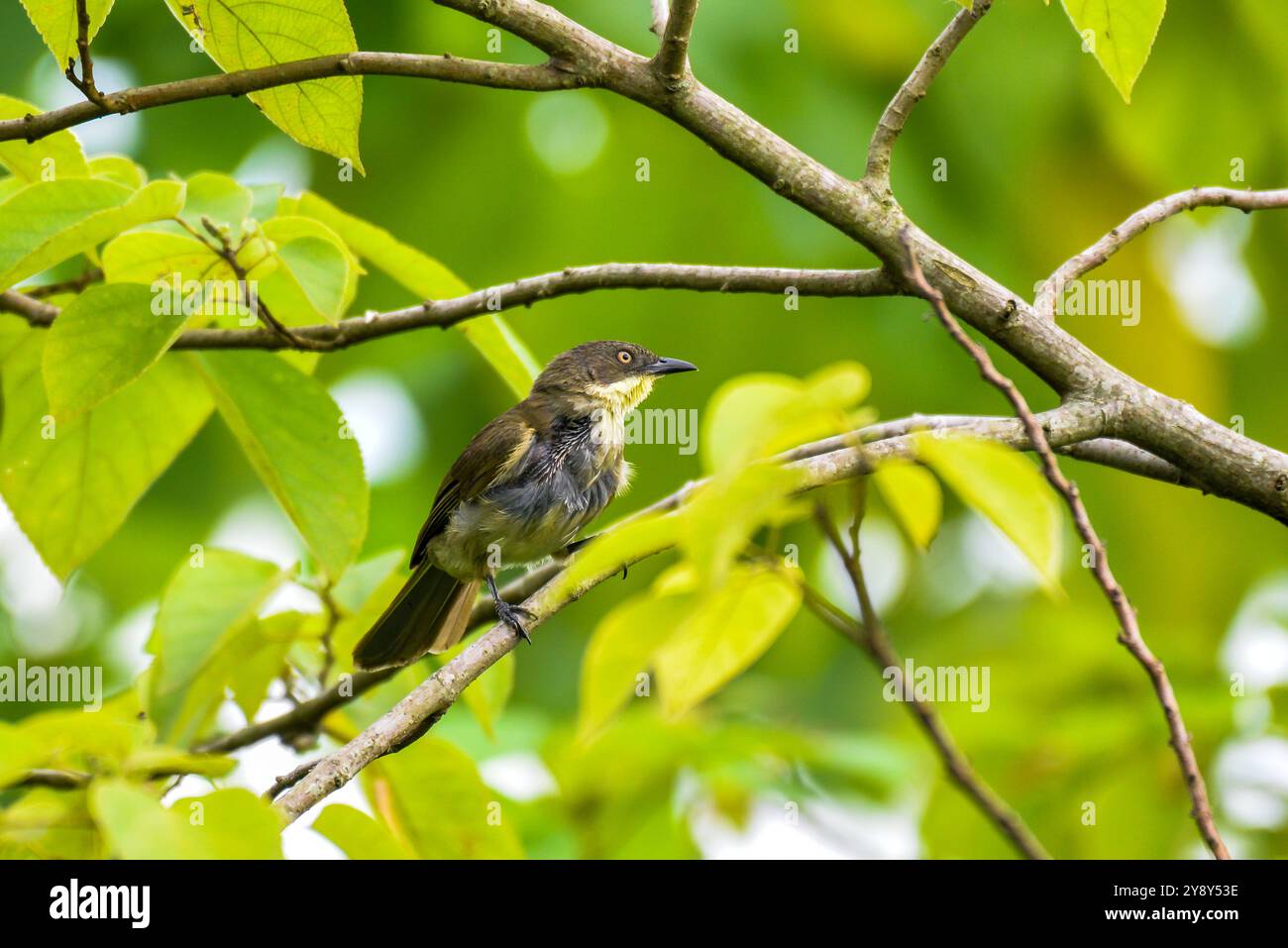 GELBKEHLE GREENBULL (Chlorocichla flavicollis) (GELBKEHLE-Blattliebe, im Botanischen Garten- Entebbe Uganda Stockfoto