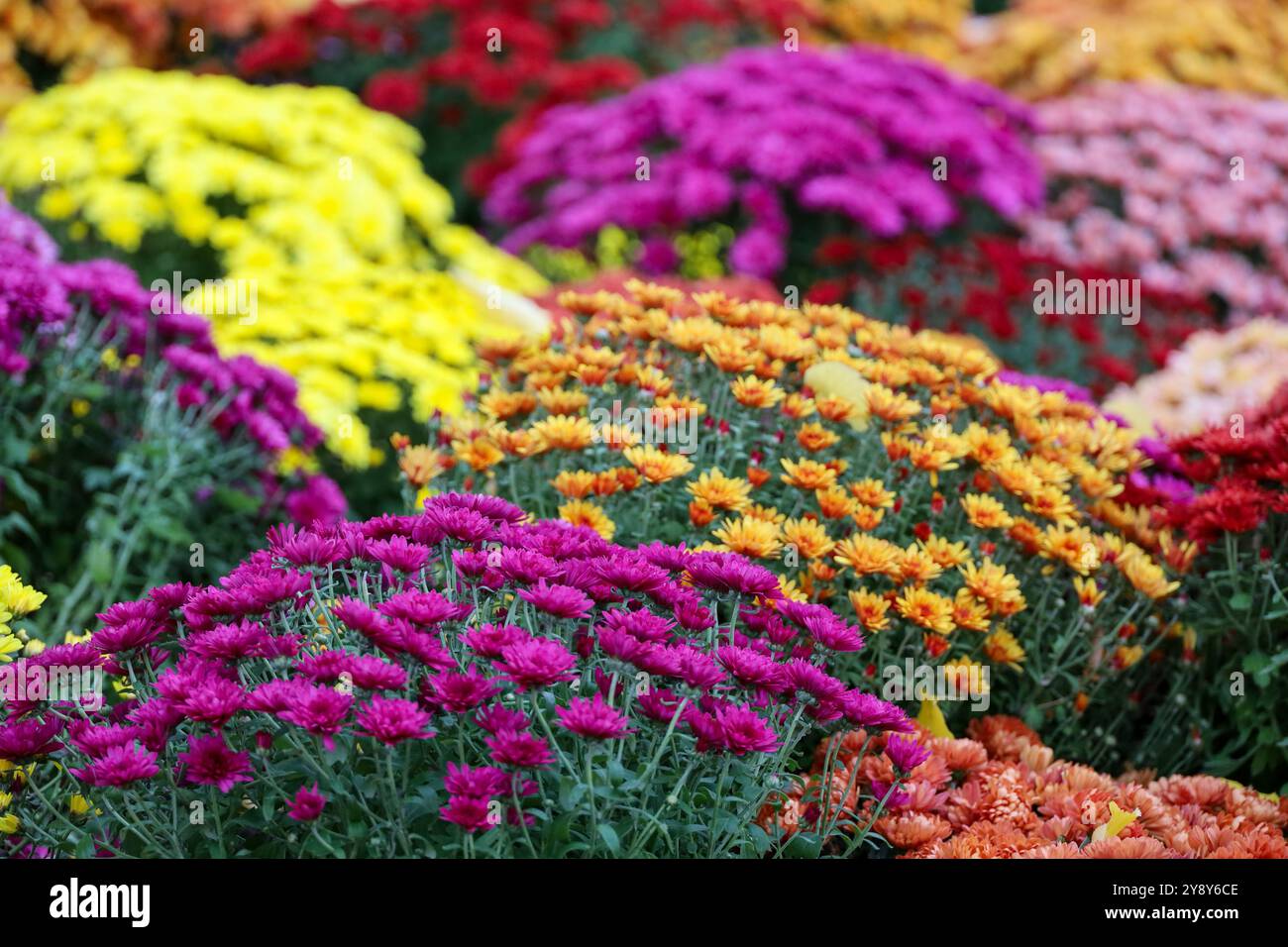 Chrysanthemen in verschiedenen Farben, Sträucher von Herbstblumen. Landschaftsdesign, floraler Hintergrund Stockfoto