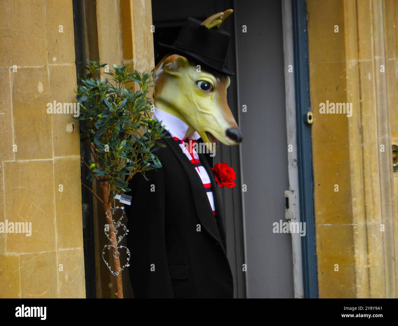 Fuchs-Schaufensterpuppe mit roter Nelke in Bath City England, Großbritannien Stockfoto