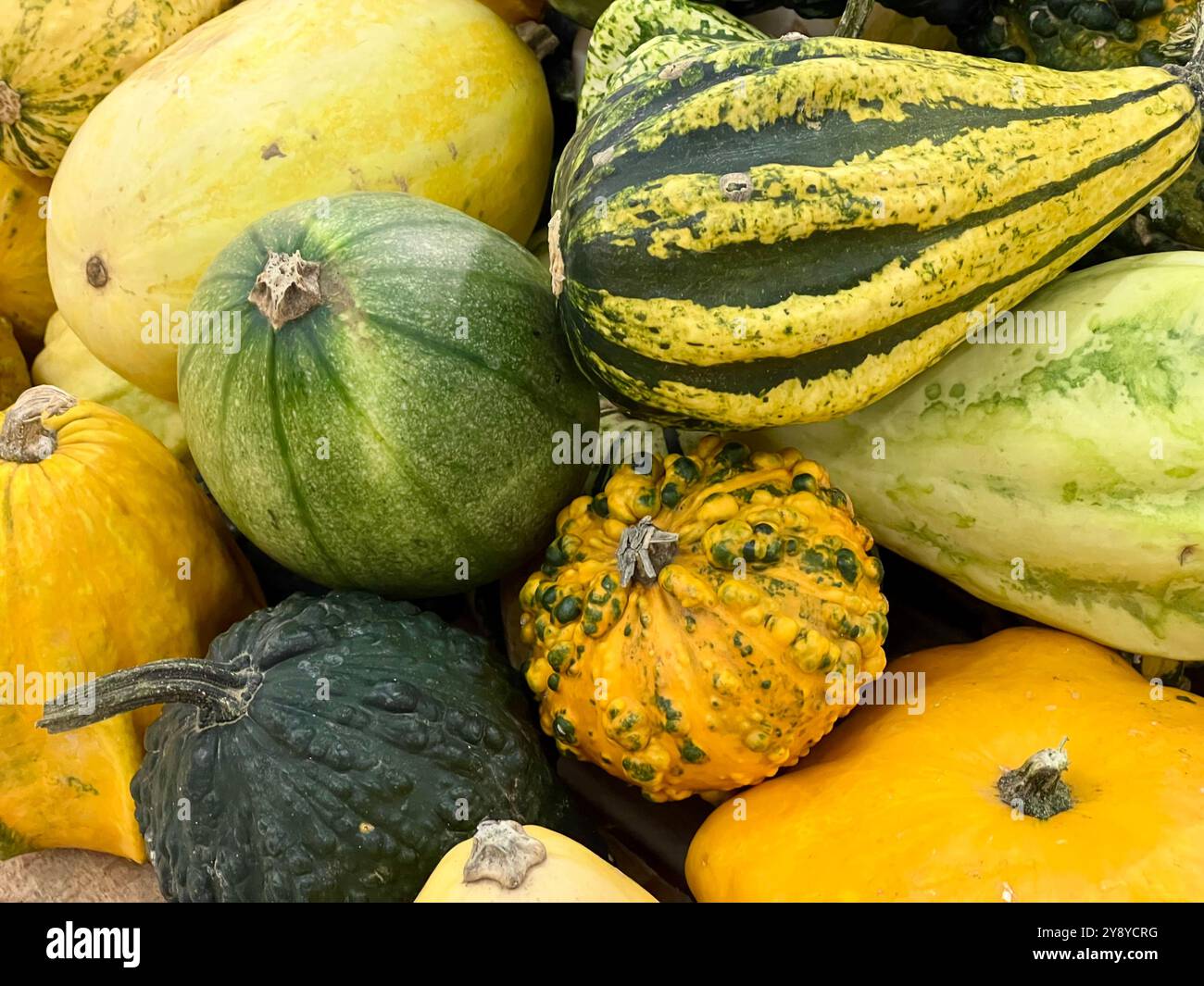 Bunte Kürbisse Nahaufnahme, satter Kürbishintergrund. Die verschiedenen Formen und leuchtenden Farben unterstreichen die Schönheit des Herbstes. Ernte, saisonale Erzeugnisse, - Smartphone-aufgenommenes Stockfoto