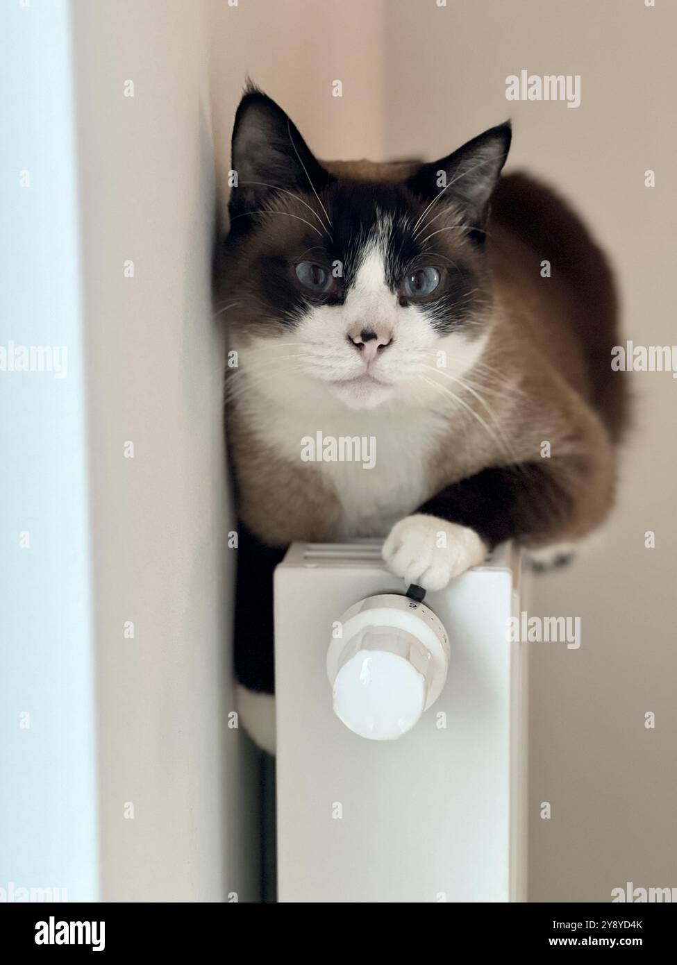 Die Katze ruht auf einem weißen Heizkörper, während der Winter beginnt und die Wärme genießt. Ein gemütliches Bild, das perfekt zur Veranschaulichung des Komforts von Haustieren, der Winterheizung und des tran geeignet ist - Smartphone-aufgenommenes Stockfoto