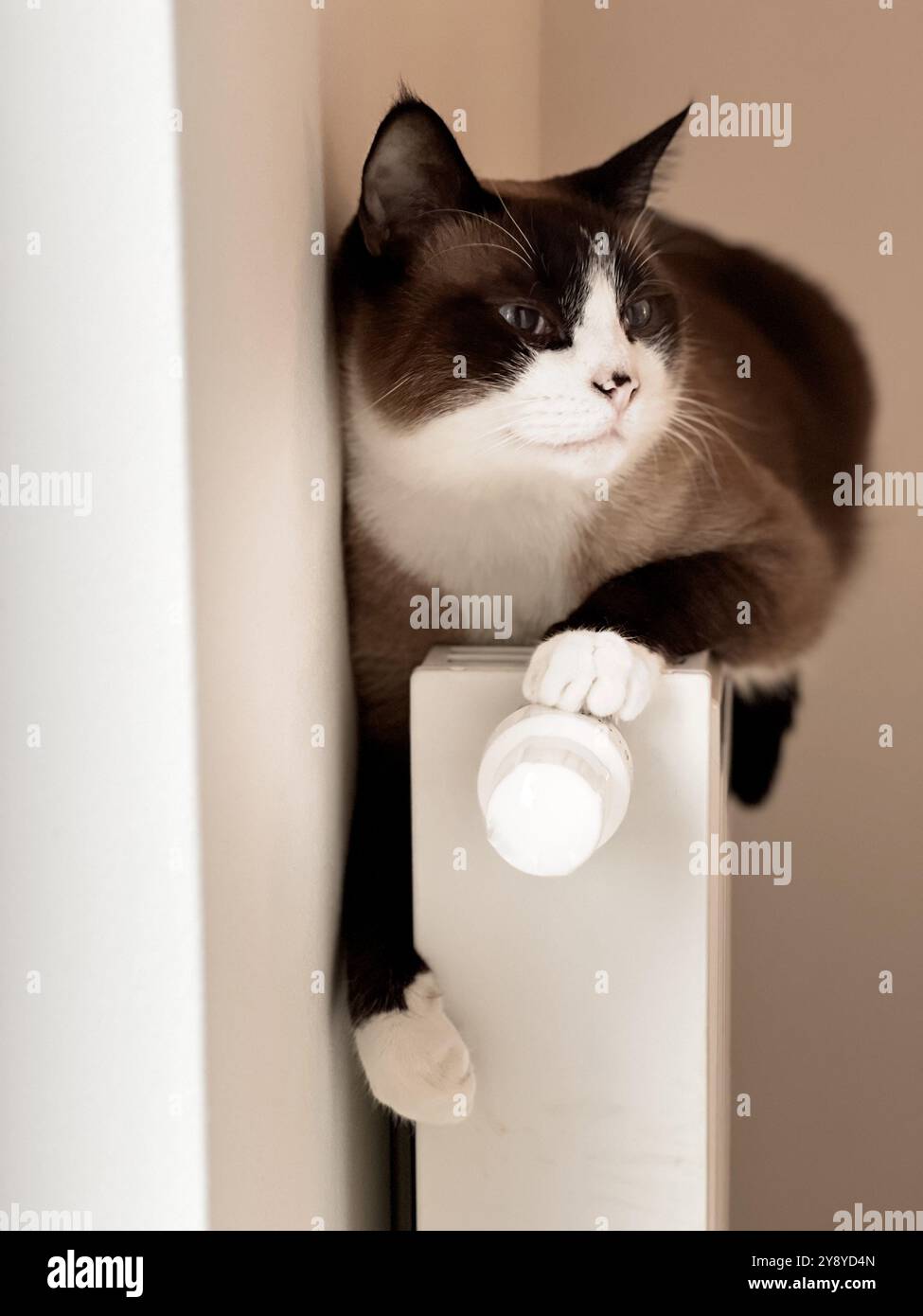 Siamkatze, die sich auf einem weißen Heizkörper erwärmt und sich in der Hitze sonnt. Die gemütliche Szene unterstreicht den Komfort und die Wärme von Haustieren, ideal für Heizelemente, Winter, - Smartphone-aufgenommenes Stockfoto