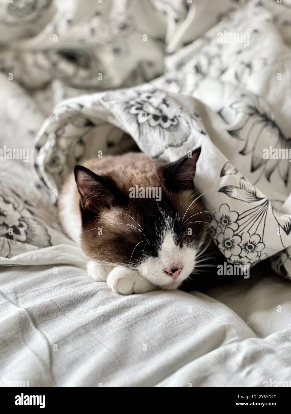 Eine Siamkatze schläft mit einer Decke bedeckt. Schlafende Haustiere, eine Katze unter der Decke. Zu Beginn der Heizsaison versucht die Katze, sich zu erwärmen - Smartphone-aufgenommenes Stockfoto