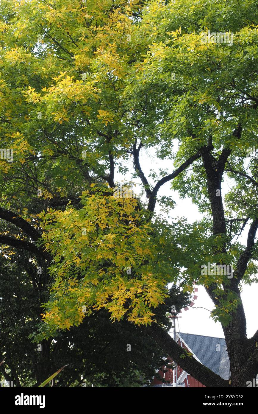 Die Herbstsaison steht vor uns und Halloween rückt näher. Stockfoto