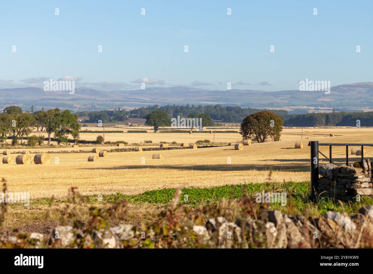 Heuballen verstreut über das Feld nach der Ernte in Newtyle, Angus, Schottland Stockfoto