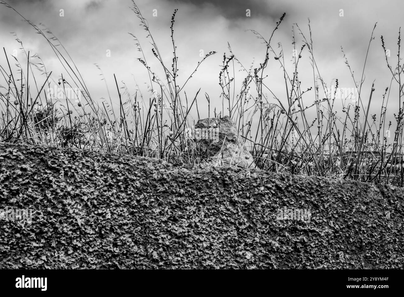 Gelbe Wand mit blauem Himmel und trockene Grashalme mit weißen Schnecken Stockfoto