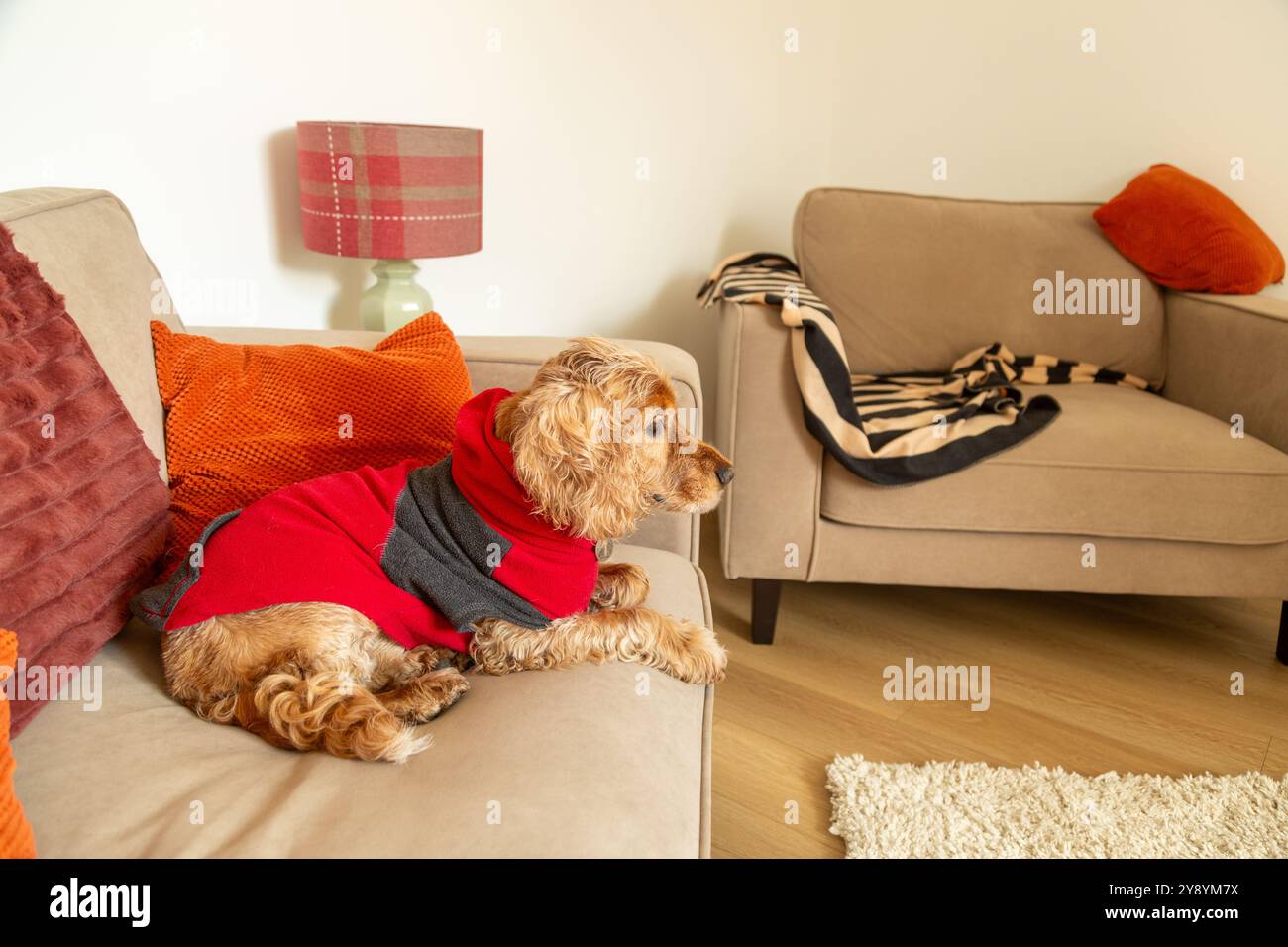 Hund auf dem sofa -Fotos und -Bildmaterial in hoher Auflsung  Alamy