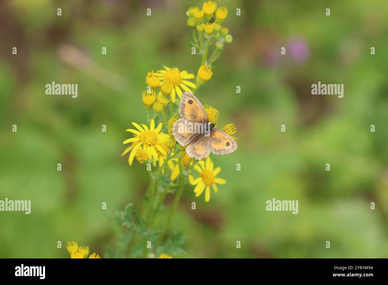 Gatekeeper oder Hedge Brown Butterfly männlich - Pyronia tithonus Stockfoto