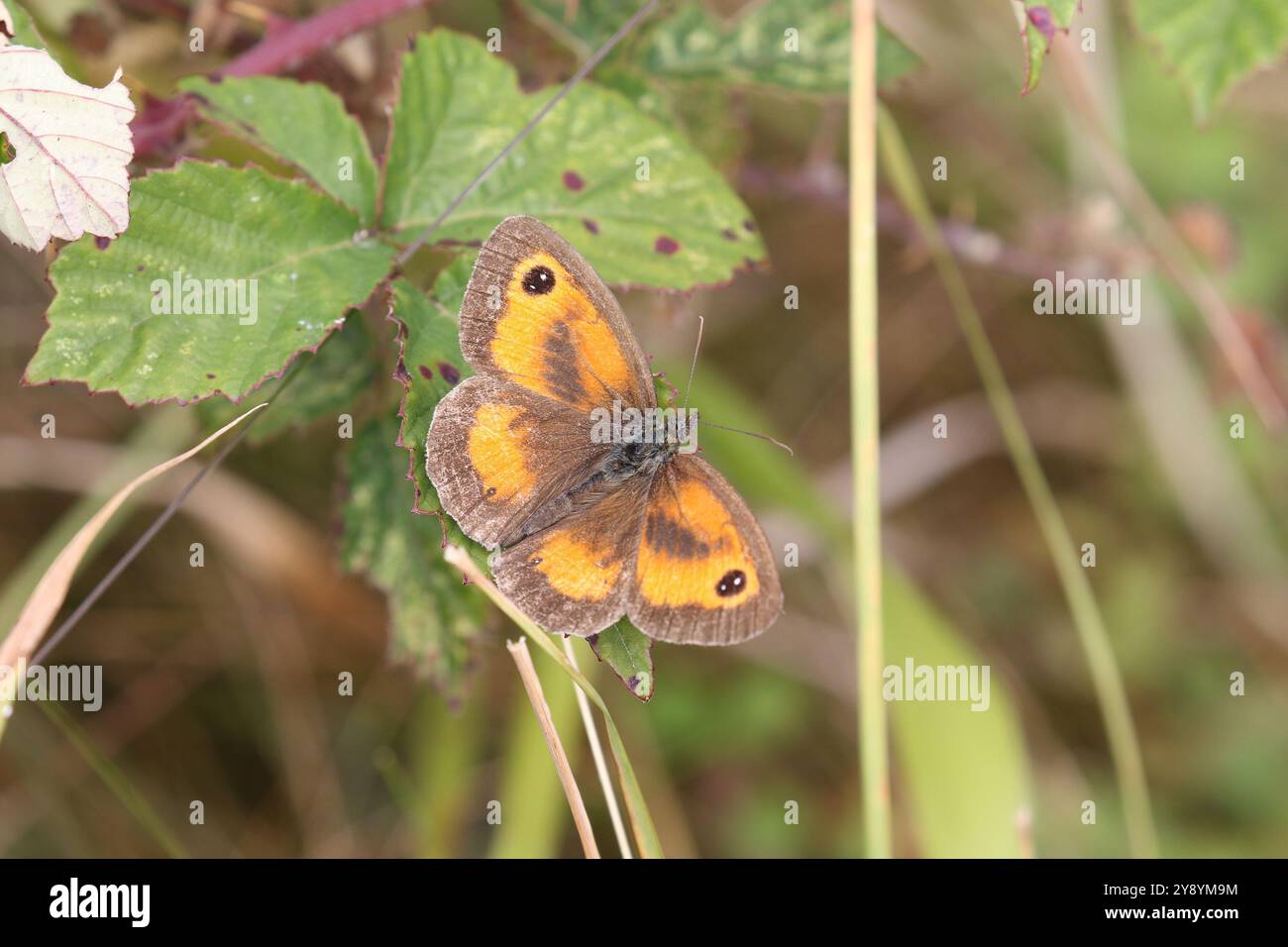 Gatekeeper oder Hedge Brown Butterfly männlich - Pyronia tithonus Stockfoto