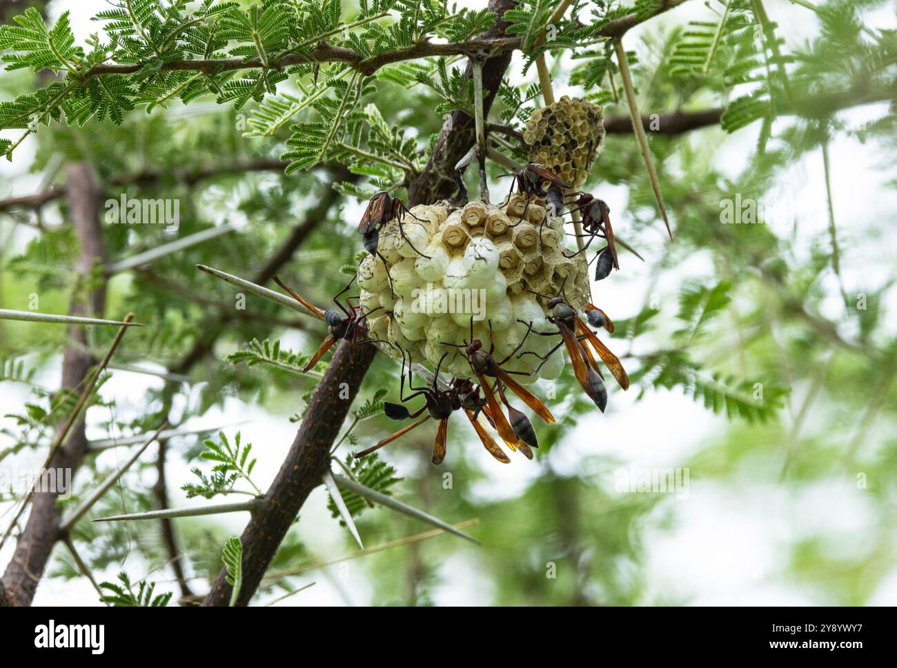 Die Wood Hornet oder Large Paper Wasp bildet kleine Kolonien, in denen die Weibchen ihre Eier aufziehen. Sie sind entschlossen, das Nest zu verteidigen Stockfoto