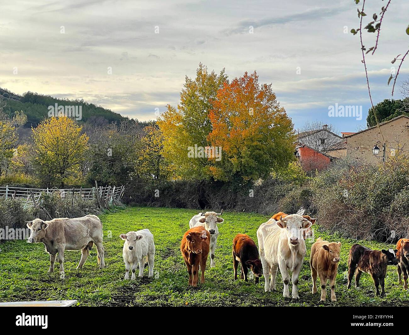 Kühe und Kälber. Piñuecar, Provinz Madrid, Spanien. - Smartphone-aufgenommenes Stockfoto
