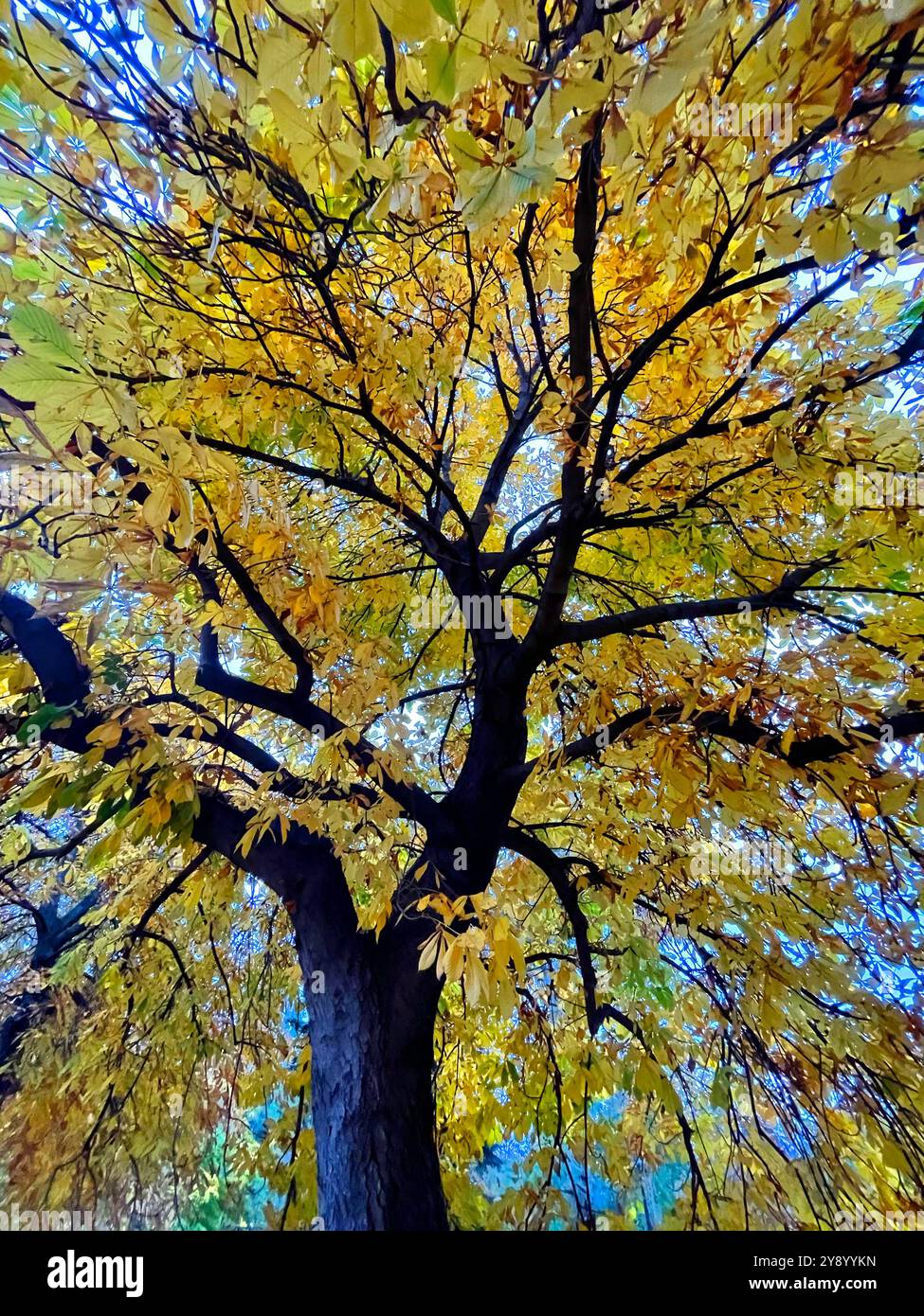 Laubbaum im Herbst. - Smartphone-aufgenommenes Stockfoto