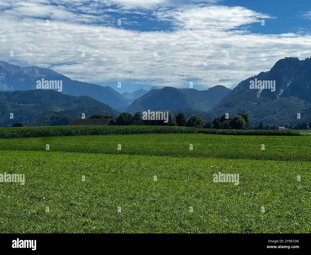 Üppiges grünes Feld in Österreich umgeben von Bergen - Smartphone-aufgenommenes Stockfoto