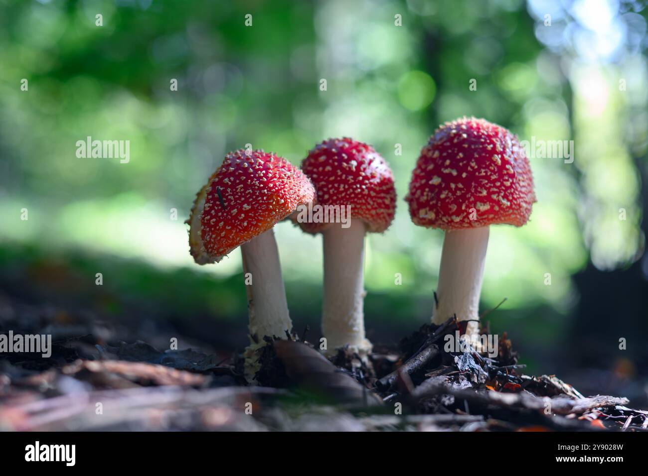 Drei Fliegenpilze (Amanita muscari) im Sommerwald. Rothaarige halluzinogene toxische Pilze aus nächster Nähe Stockfoto