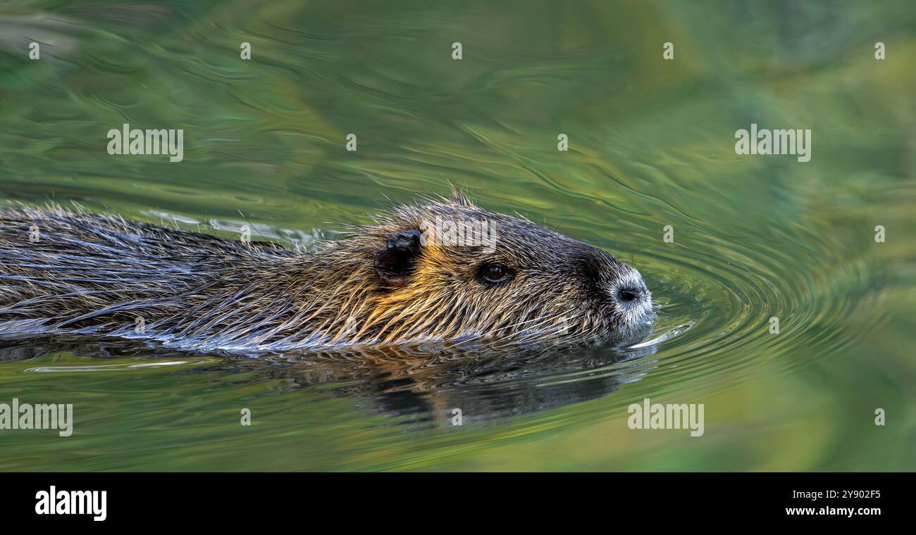 Coypu / Nutria (Myocastor coypus) schwimmend im Teich, invasive Nagetiere in Europa, heimisch in Südamerika Stockfoto