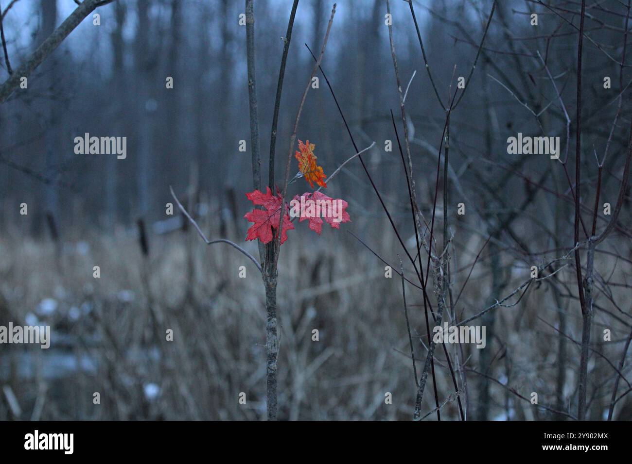 Orange Und Rote Blätter Des Herbstes Hängen In Den Winter Stockfoto