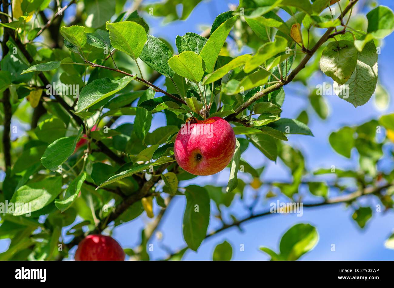 Rote Äpfel hängen am Baum vor blauem Himmel. Apfelgarten im Herbst. Obsternte, Saftproduktion Stockfoto