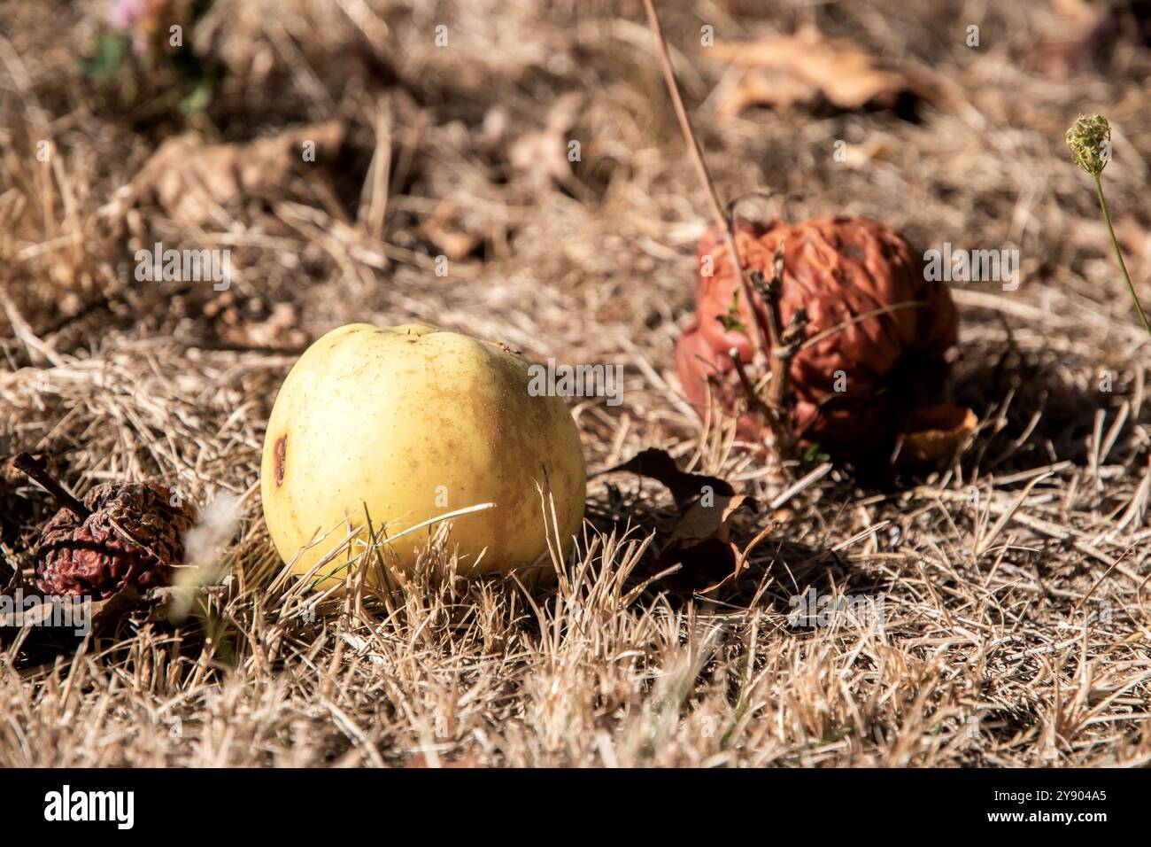Gelbe und verfaulte Äpfel liegen auf dem Boden in der Herbstwiesen-Nahaufnahme Stockfoto