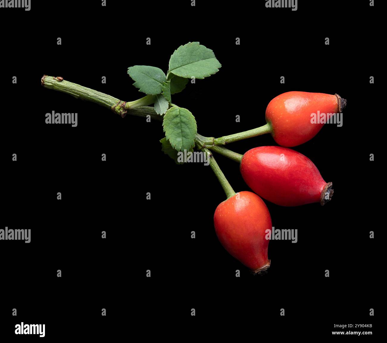 Zweig mit frischen Hüftrosen auf schwarzem Hintergrund. Auch Rosenhau oder Rosenhep, rote reife Früchte, die für Kräutertees und Marmelade verwendet werden und roh gegessen werden können. Stockfoto