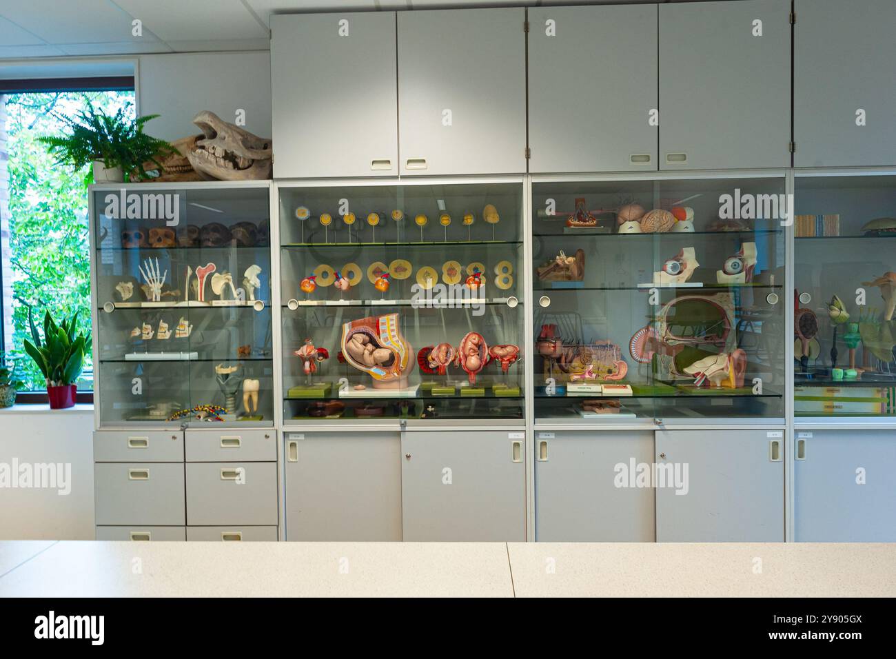 Glasvitrinen in einem Biologieklassen der High School, die verschiedene biologische Modelle zeigen. Stockfoto