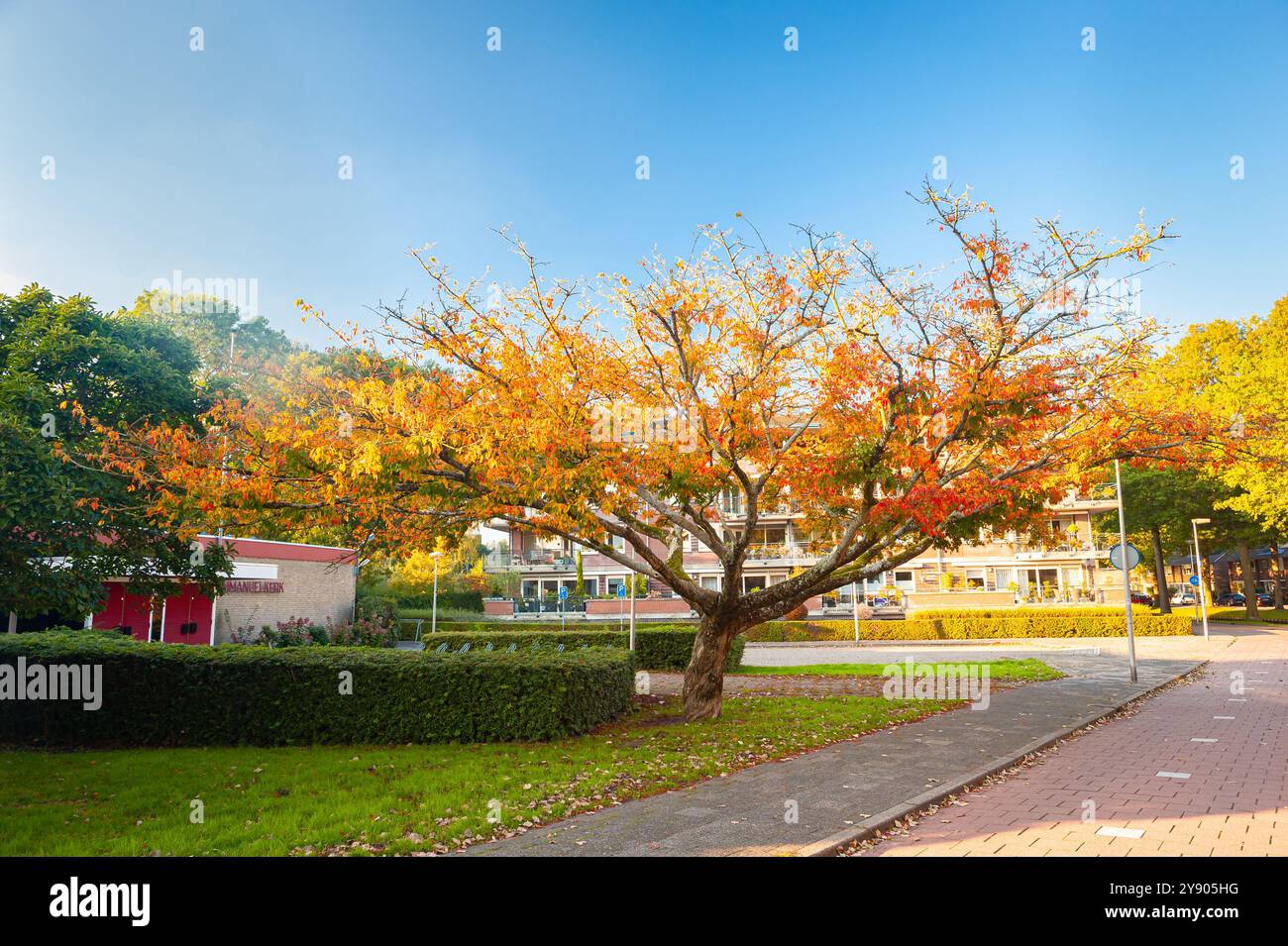 Schönes Herbstbild eines dekorativen, skurrilen Baumes mit Blättern in Herbstfarbe Stockfoto