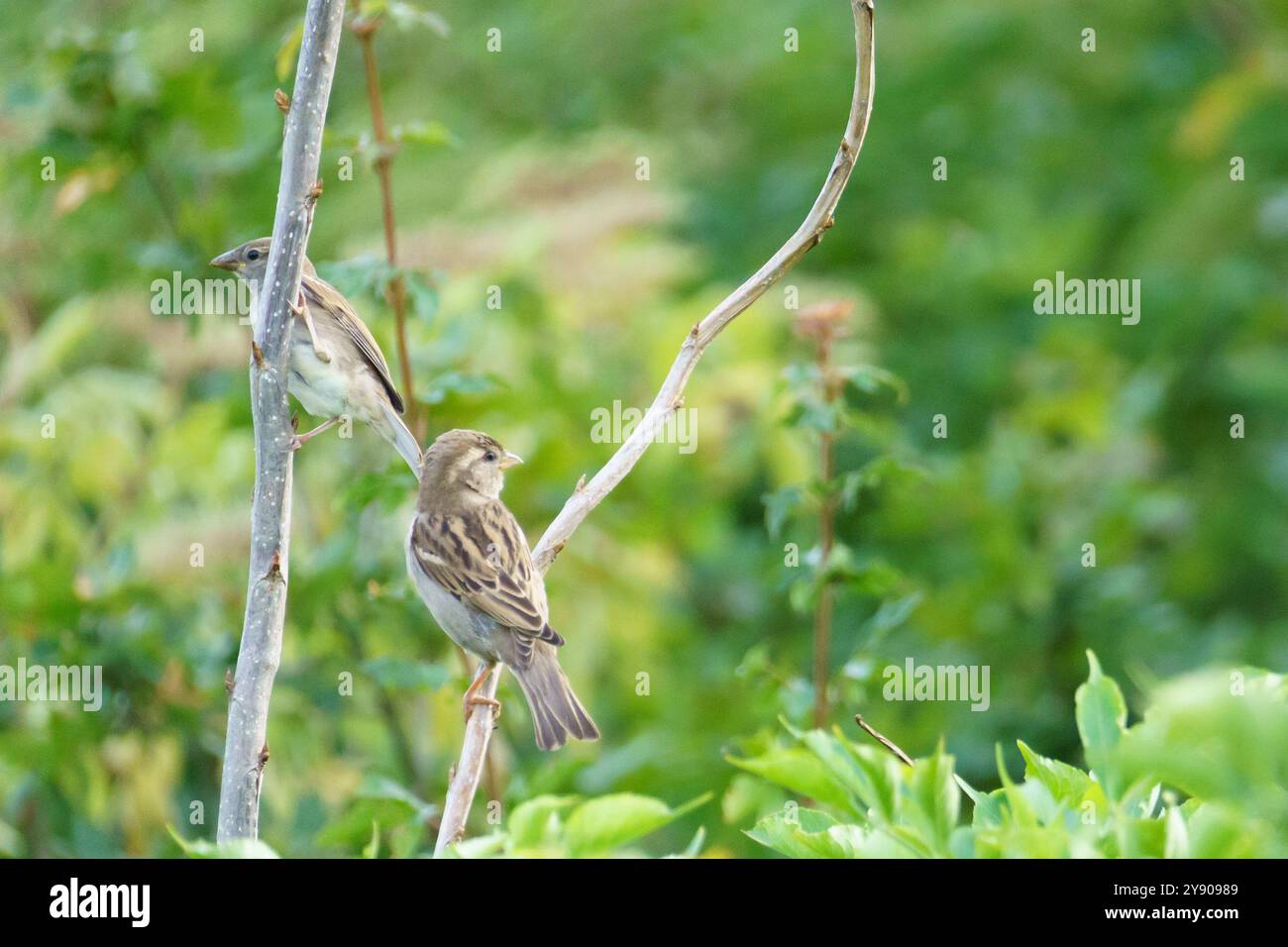 Zwei Hausspatzen (Passer domesticus), die auf einem Baumzweig vor tiefgrünem Hintergrund thront Stockfoto