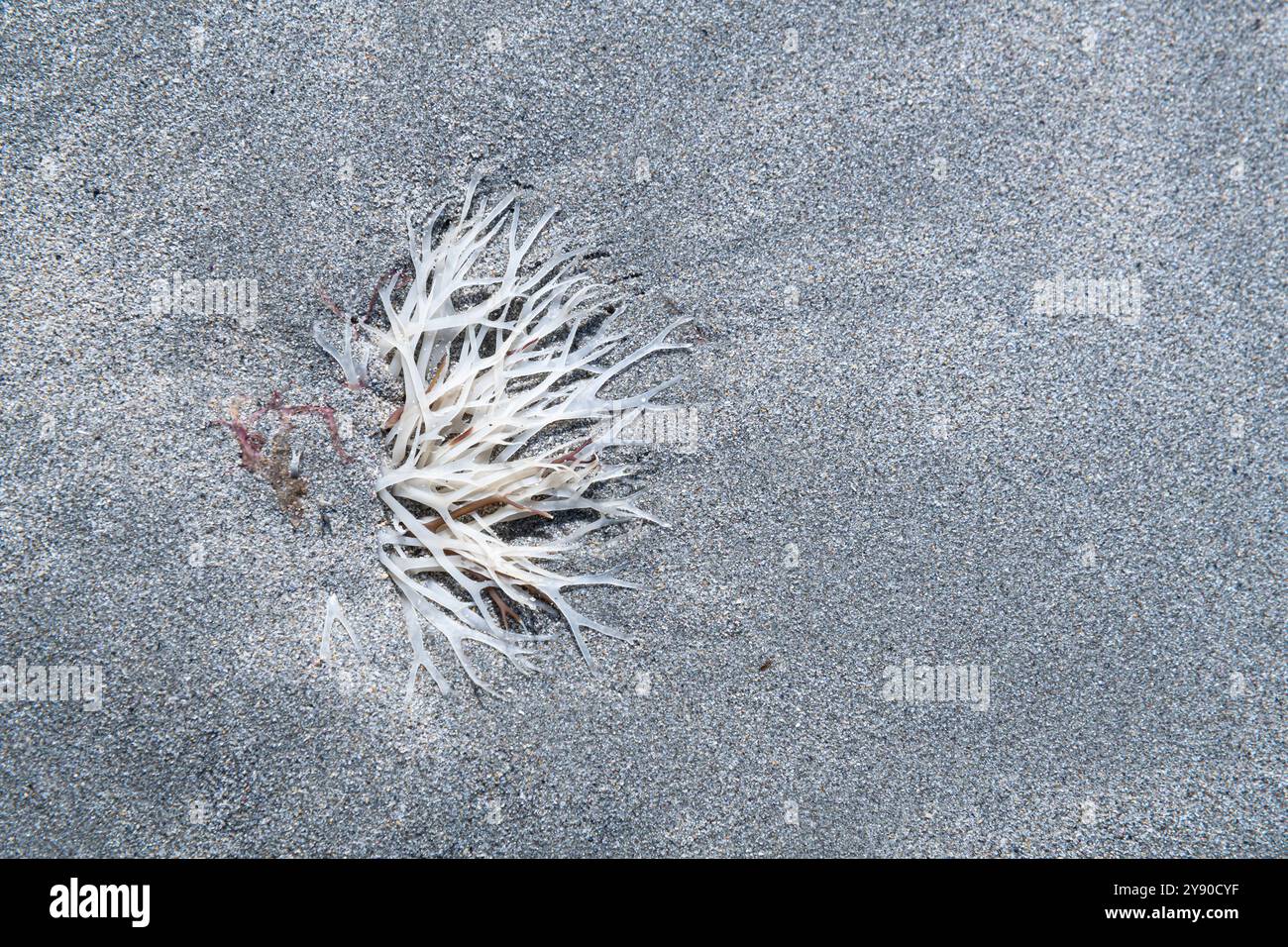 Nahaufnahme von Weißen Algen am Carrowmore Beach Sand im County Mayo, Irland Stockfoto