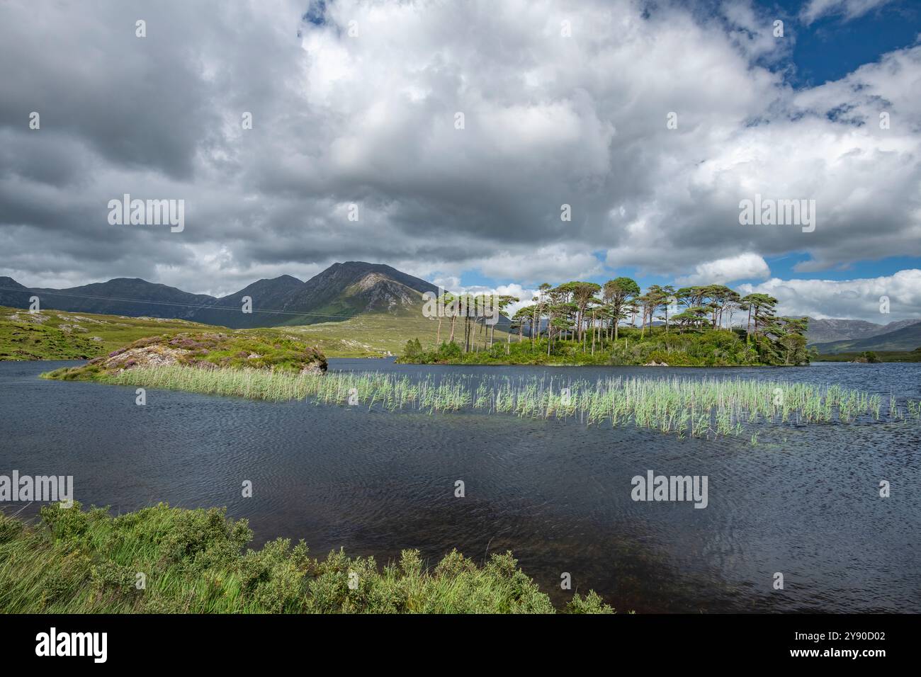 Atemberaubende Pine Island am Derryclare Lough, Connemara, County Galway, Irland mit Twelve Bens Mountain Range im Hintergrund Stockfoto