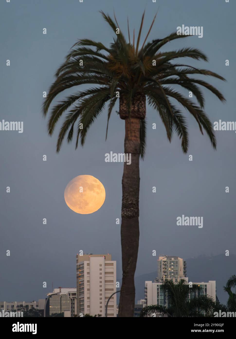 Mondaufgang hinter großen Palmen in San Diego Kalifornien. Stockfoto