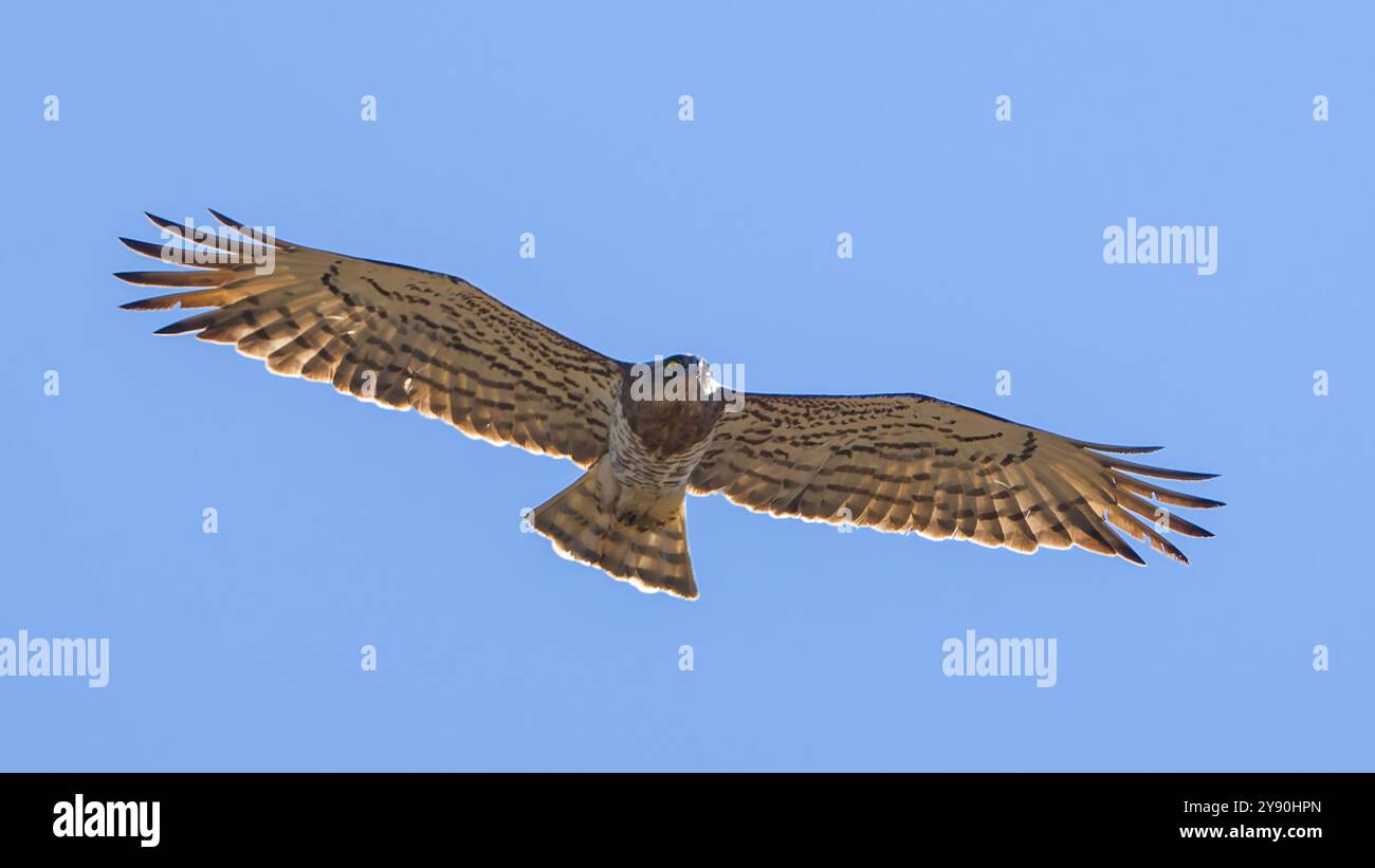 Ein Kurzzehenadler, Circaetus gallicus, auch bekannt als Kurzzehenadler, der in einem hellblauen Himmel aufsteigt. Stockfoto