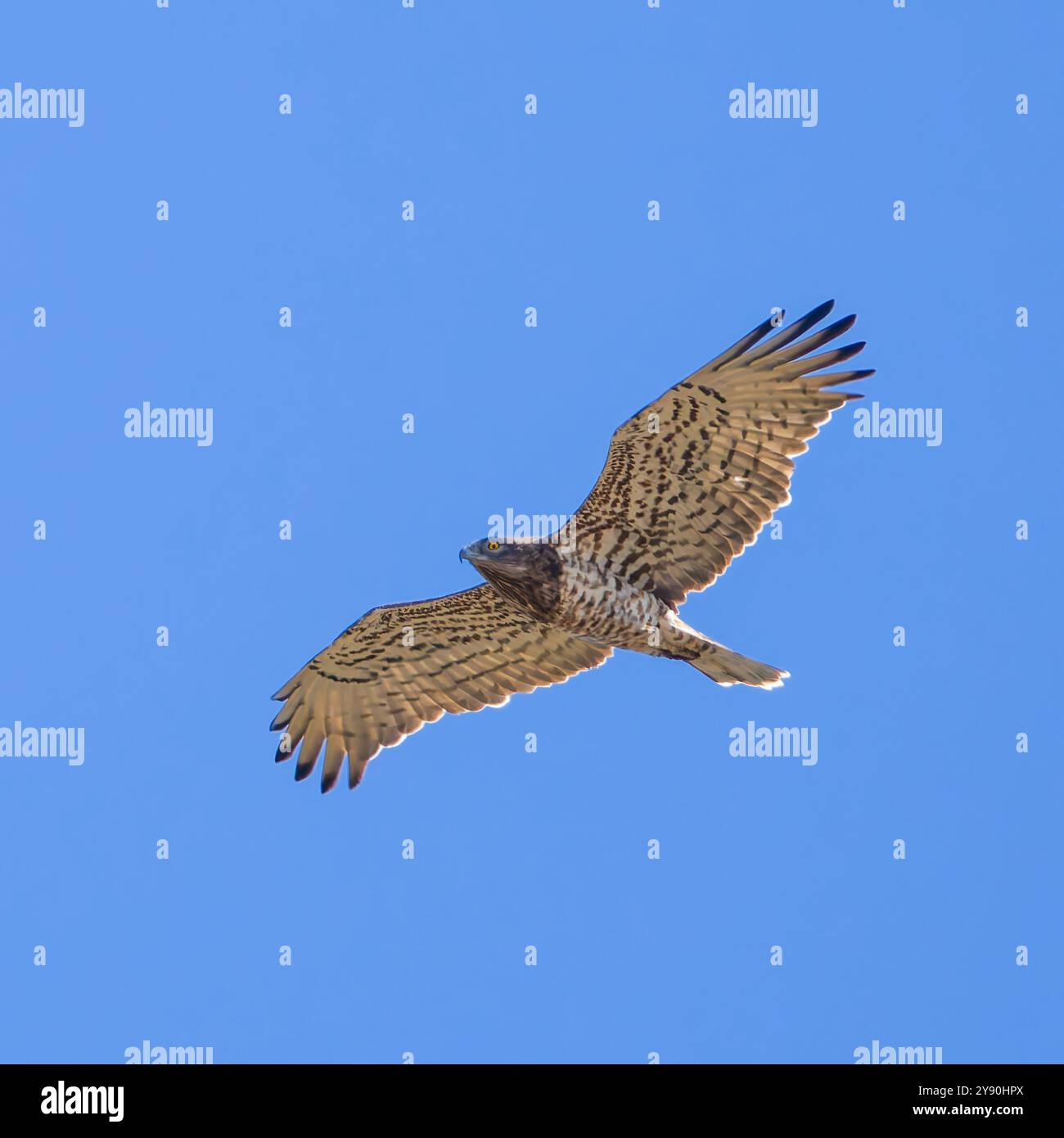 Ein Kurzzehenadler, Circaetus gallicus, auch bekannt als Kurzzehenadler, der in einem hellblauen Himmel aufsteigt. Stockfoto