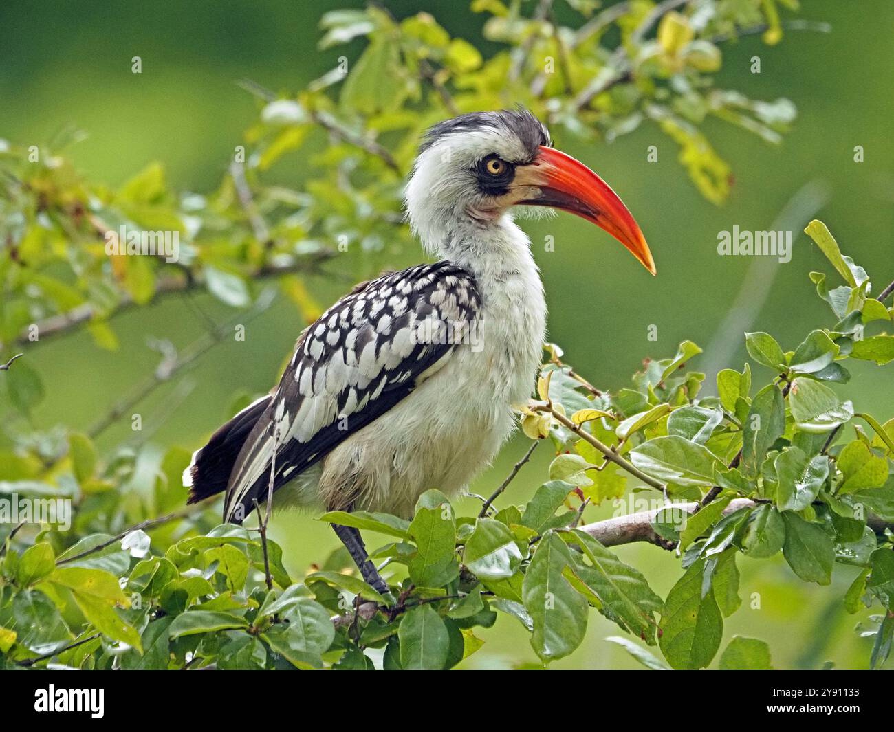 Tansanias Rotschurnschnabel (Tockus ruahae) oder Ruaha-Nashornschnabel im Ruaha-Nationalpark, Tansania, Afrika Stockfoto