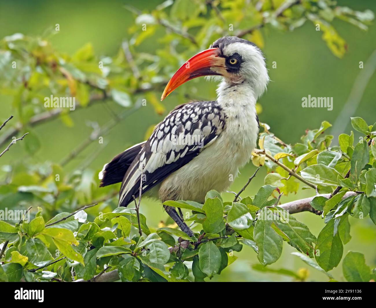 Tansanias Rotschurnschnabel (Tockus ruahae) oder Ruaha-Nashornschnabel im Ruaha-Nationalpark, Tansania, Afrika Stockfoto