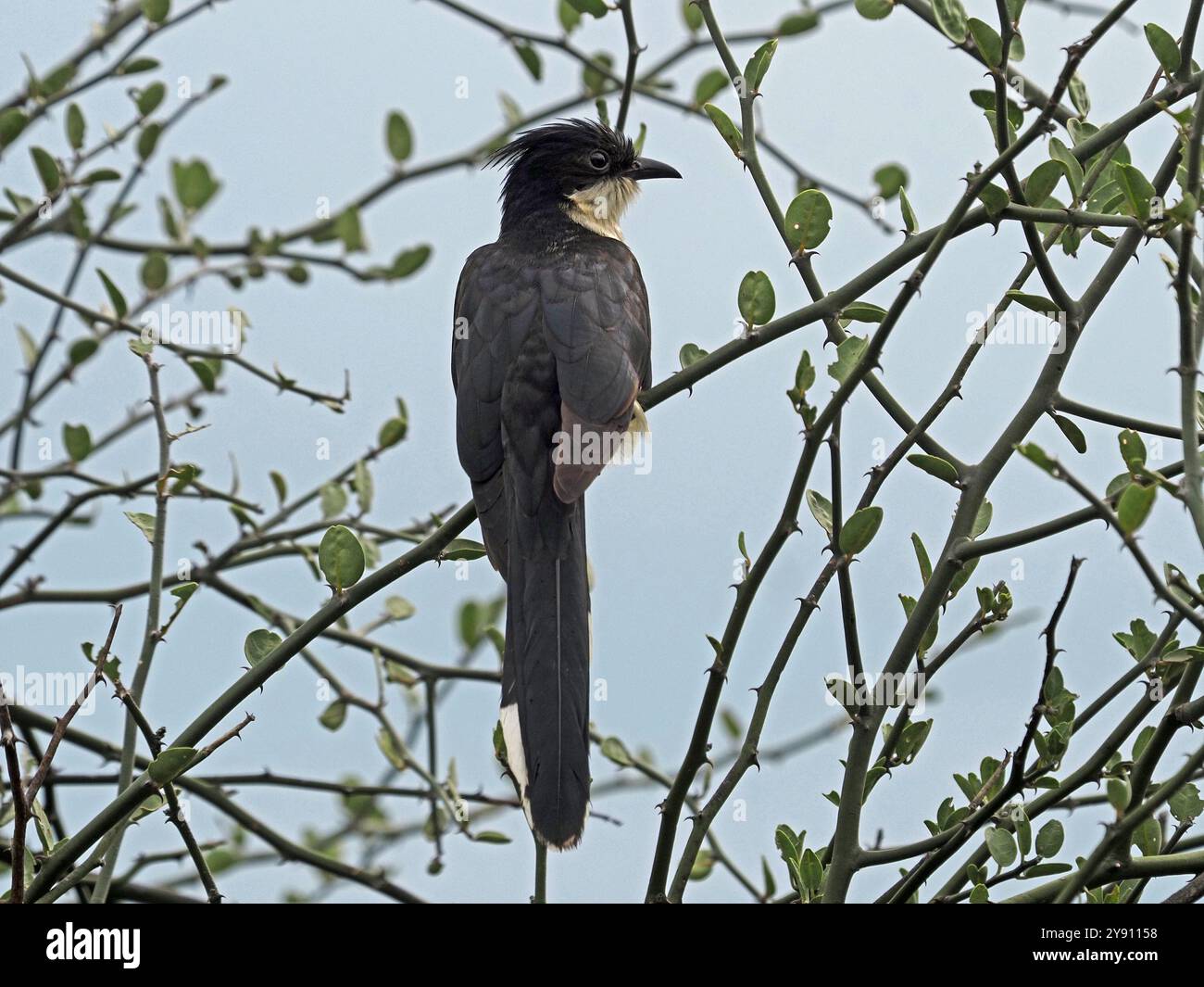 Jacobin Kuckuckuckuckuckuckuckuckuckuckuckuckuckuckuckuck (Clamator jacobinus) in dünnem Busch im Ruaha-Nationalpark, Tansania, Afrika Stockfoto