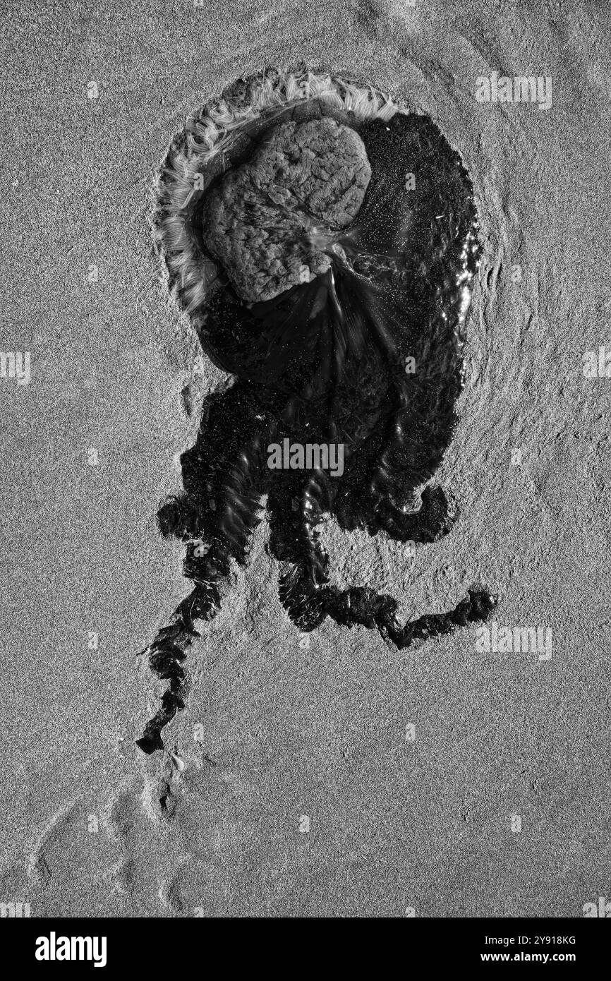 Naturkunst, ein einfarbiges Bild einer gefleckten Qualle, die am Strand angespült wird. Die Form und die Tentakel sehen aus wie eine außerirdische Lebensform. Stockfoto