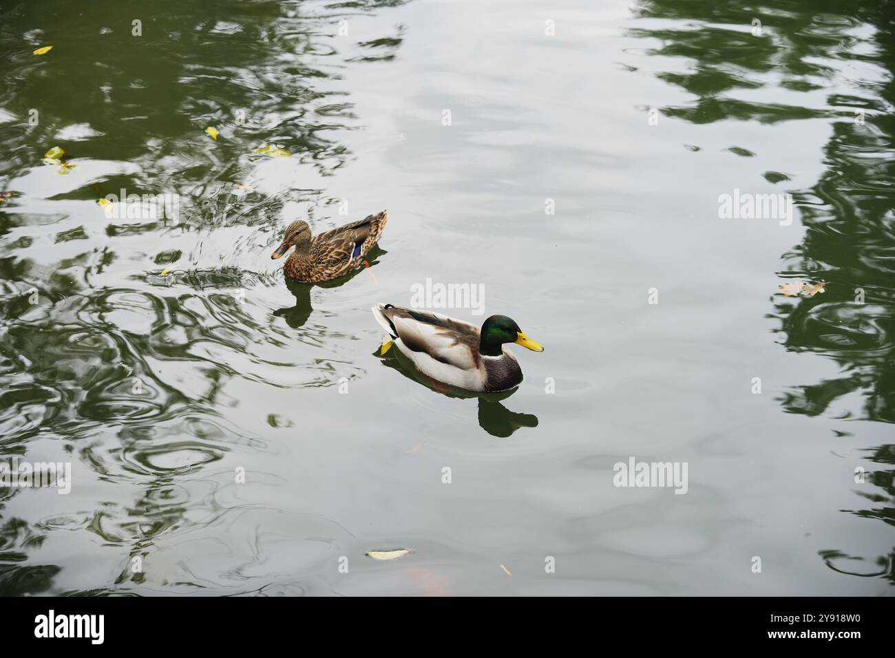 Zwei Enten schwimmen friedlich in einem ruhigen Teich, umgeben von Bäumen Stockfoto