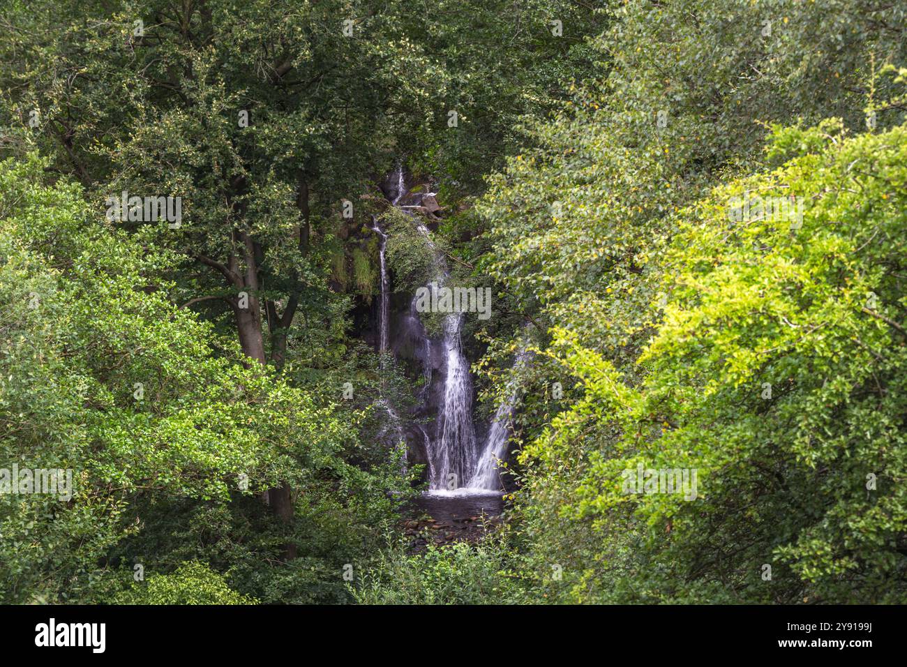 Wandern im Valley of Desolation in North Yorkshire, England, im Sommer die Wasserfälle Stockfoto