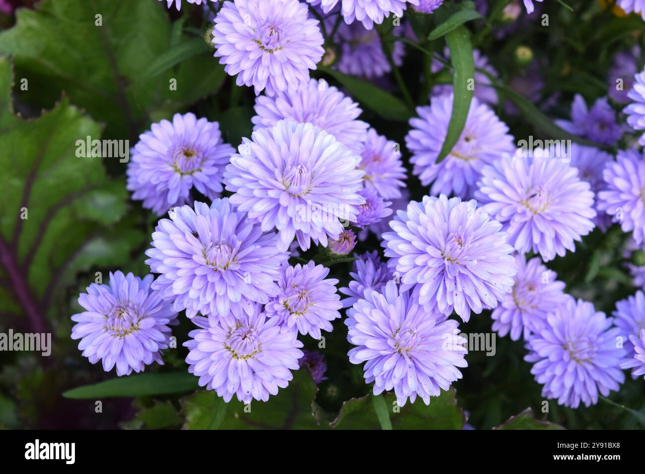Mum Flowers blüht in Neuengland Stockfoto