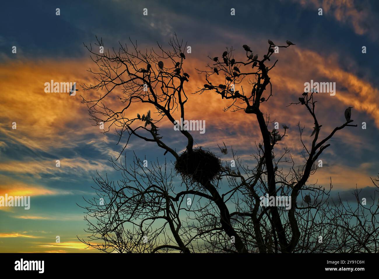 Silhouette eines Baumes mit Vögeln und Nestern vor einem orange-blauen Himmel bei Sonnenuntergang, Basel, Schweiz, Europa Stockfoto