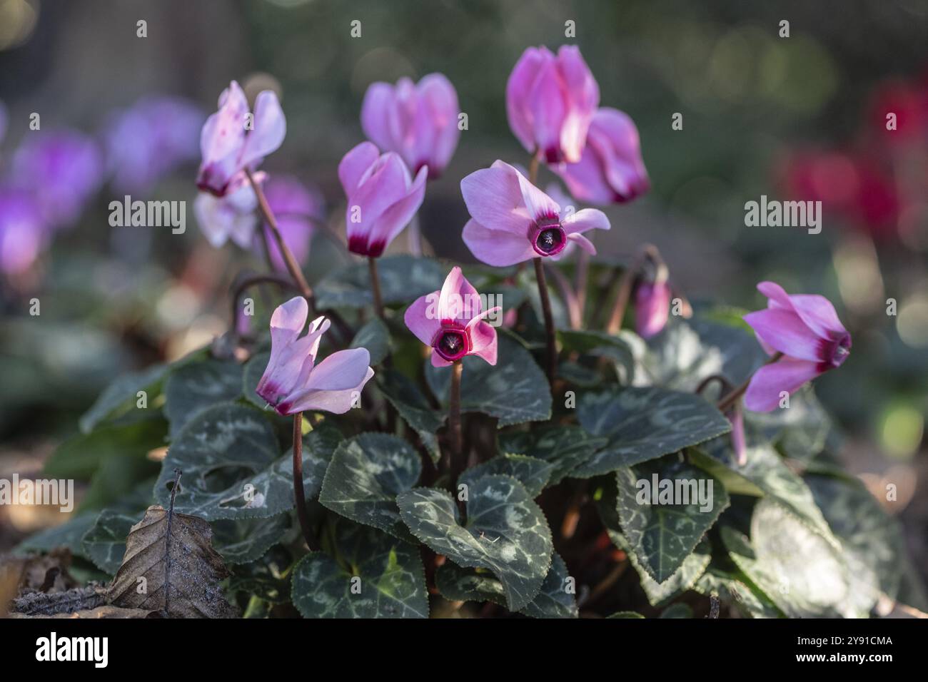 Cyclamen hederifolium oder neapolitanische cyclamen (Cyclamen hederifolium), Emsland, Niedersachsen, Deutschland, Europa Stockfoto