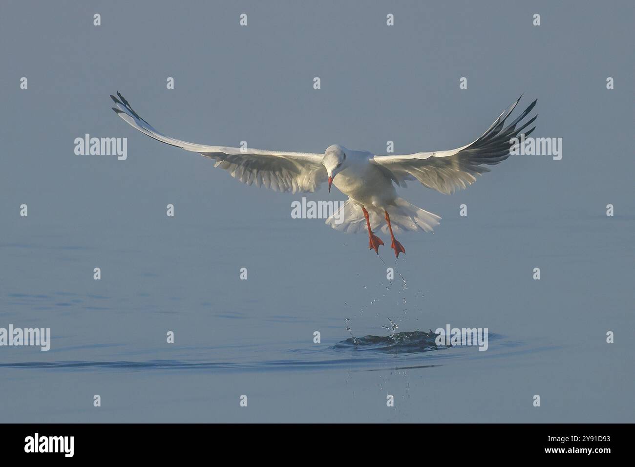 Schwarzkopfmöwe (Larus ridibundus) im Wintergefieder, abheben über Wasser, Morgenlicht, Wildtiere, Wasservögel, Ostseeküste, Feh Stockfoto
