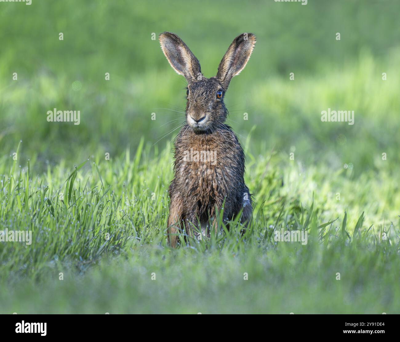 Europäischer Hase (Lepus europaeus) sitzt auf einer Wiese, das Fell ist feucht vom Tau auf dem Gras, Wildtiere, Thüringen, Deutschland, Europa Stockfoto