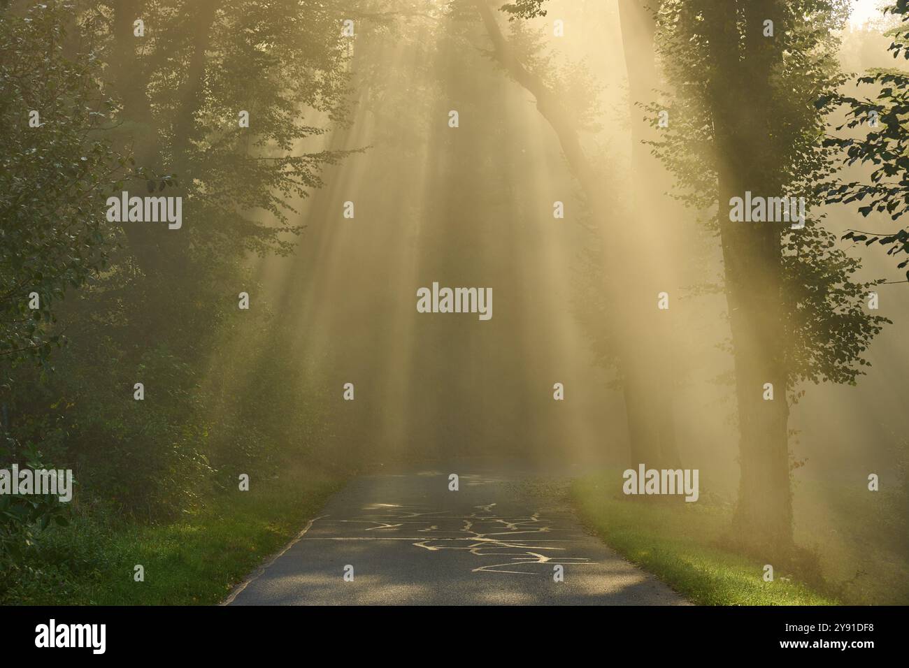 Waldweg bei Sonnenaufgang, Lichtstrahlen durchbrechen die Bäume in nebeliger Atmosphäre, Grossheubach, Miltenberg, Spessart, Bayern, Deutschland, Europa Stockfoto