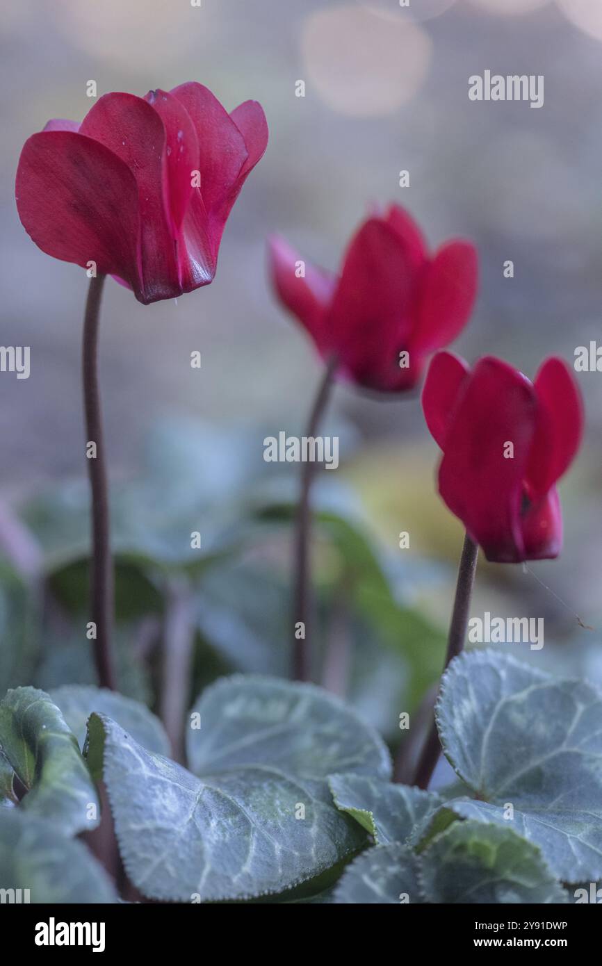 Cyclamen hederifolium oder neapolitanische cyclamen (Cyclamen hederifolium), Emsland, Niedersachsen, Deutschland, Europa Stockfoto