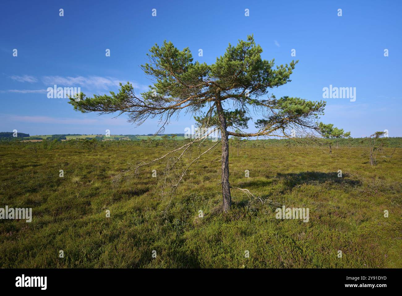 Einzelne Moorkiefer steht in Moorlandschaft unter blauem Himmel mit wenigen Wolken, Schwarzes Moor, Fladungen, Rhoen, Bayern, Deutschland, Europa Stockfoto