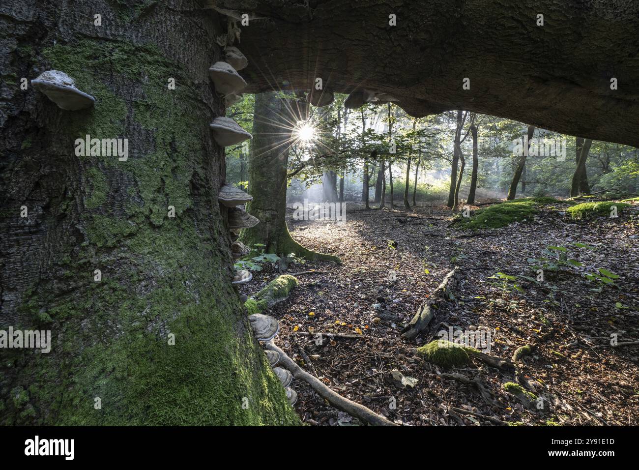 Tinderpilz (Fomes fomentarius) an toter Kupferbuche (Fagus sylvatica) in einem Wald, Emsland, Niedersachsen, Deutschland, Europa Stockfoto