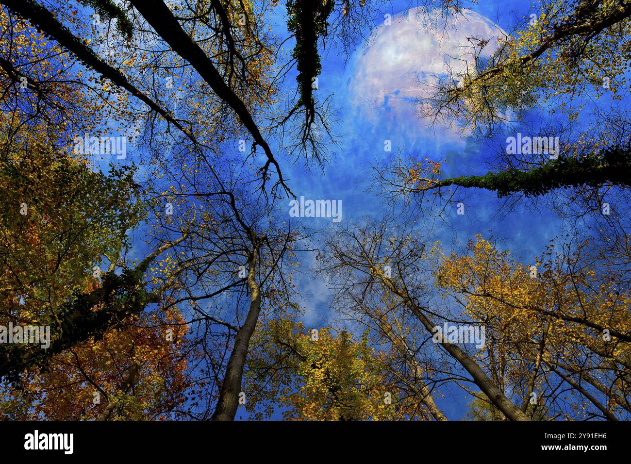 Blick vom Wald nach oben in den blauen Himmel, bunte Herbstblätter und den Planeten Mercury, Komposition, Grenzach-Wyhlen, Baden-Württemberg, Keim Stockfoto