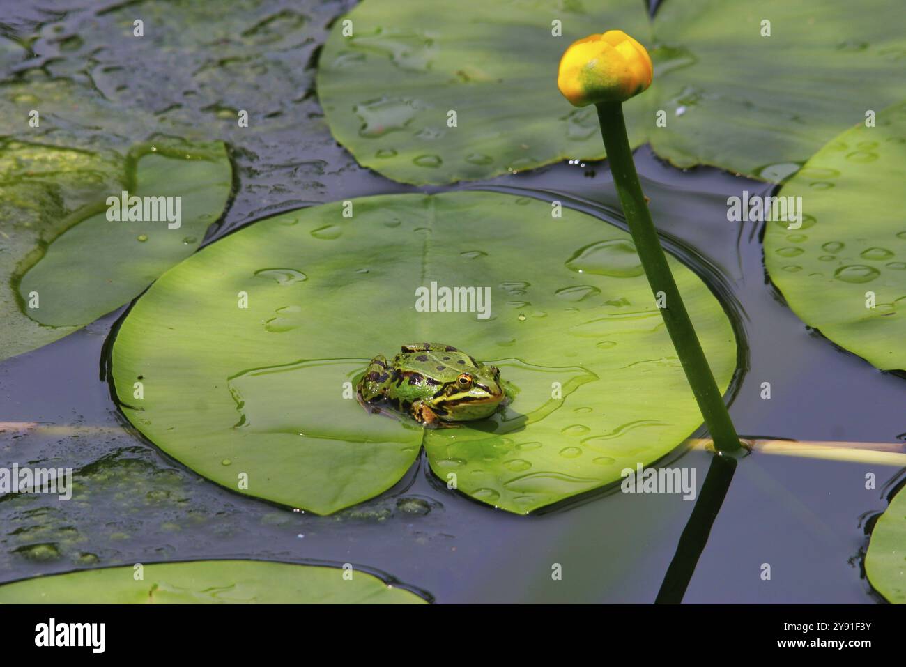 Ein kleiner Teichfrosch liegt auf einer grünen Lilienplatte in einem ruhigen Teich mit einer gelben Blume, Sumpfblume Stockfoto
