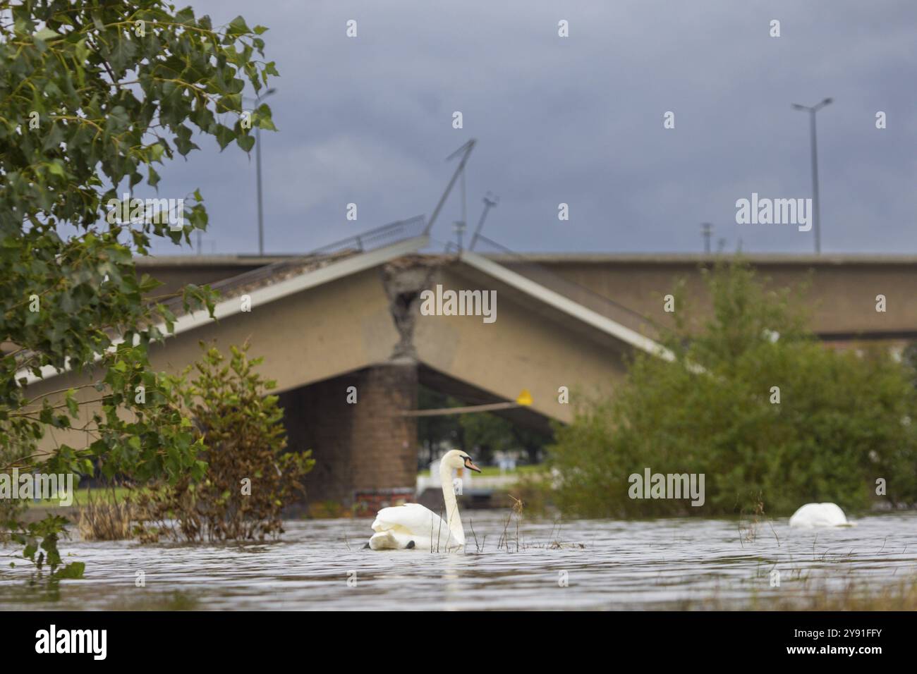 Ein Abschnitt der Carola-Brücke ist eingestürzt. Auf einer Länge von rund 100 Metern ist der Abschnitt, auf dem die Straßenbahnen normalerweise fahren, in die E eingestürzt Stockfoto